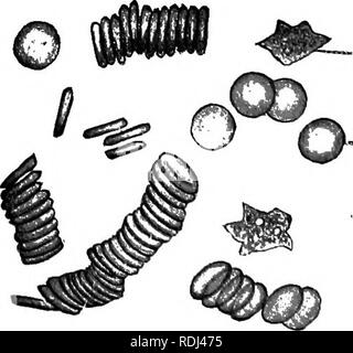 . Un manuel de zoologie élémentaire . Zoologie. Fig. 63.-sang d'une grenouille, très agrandie. A, B ; frais, tachées. leu., les leucocytes  ; r.c, globules rouges. Connu sous le nom de cen- trosome. Quand mi- tosis va avoir lieu, les cen- trosome se divise en deux moitiés qui voyage à côté du noyau. Comme ils se séparent, les proto- plasma germinatif devient ar- variait dans une manière rayonnant autour de chacun, formant une figure connue sous le nom de l'aster. Entre-temps, le nu- Fig. leu. 64.-le sang humain, très agrandie. leu., les leucocytes ; r.c, globules rouges.. Veuillez noter que ces images sont extraites de l'image de la page numérisée Banque D'Images