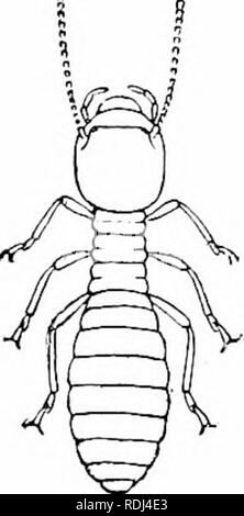 . Éléments de zoologie, d'accompagner l'étude de terrain et de laboratoire d'animaux. Zoologie. (L'iUASSIIOPPER 27. Veuillez noter que ces images sont extraites de la page numérisée des images qui peuvent avoir été retouchées numériquement pour plus de lisibilité - coloration et l'aspect de ces illustrations ne peut pas parfaitement ressembler à l'œuvre originale.. Davenport, Charles Benoît, 1866-1944 ; Davenport, Gertrude Anna Crotty, 1866- coauteur. New York, Macmillan Banque D'Images