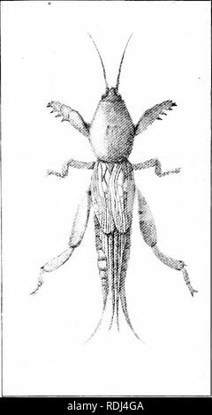 . Éléments de zoologie, d'accompagner l'étude de terrain et de laboratoire d'animaux. Zoologie. Le 21 ORASSIIOFPEB Ijeneath lieux, tels que des pierres ou dans des trous qu'ils font dans le sol. Leurs oeufs sont pondus loosel.y dans leurs retraites. Ils font un bruit aigu lors du familier, le mélange de sons qui, comme d'entendre un soir d'été, montée et la chute d'une dis- tinct du rythme. Le taux de fluctuation semble être entièrement déterminée par la température, afin que, dans le cas de la " tree-cricket" on peut calculer la température au moyen de la formule T  = 50 -I- un^-40 , où t est la température en de Banque D'Images