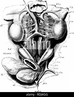 . Un manuel de zoologie élémentaire . Zoologie. La grenouille ; viscères ET SYSTÈME VASCULAIRE 63 de la bouche, pour y être à nouveau oxygéné. Le sang de la peau et de la bouche se mêle sur son chemin de retour vers le cœur avec le sang veineux, mais que dans les retours. Fig. 33.-l'appareil urinaire et des organes génératifs d'un homme grenouille. a.ab.c., veine abdominale antérieure, coupé court et se retourna ; bl.y de la vessie ; cl., cloaque ; d.æ ?., Aorte dorsale : f.b., à base de corps gras ; f.b-v., esprit de corps gras ; f.z&gt ; veine fémorale,.. ; il a, artère iliaque, ; j.v.c, veine cave inférieure ; k., le rein ; k.d., l'insuffisance rénale ; conduit d'OSM., mes Banque D'Images