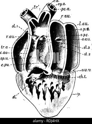 . Un manuel de zoologie élémentaire . Zoologie. La grenouille ; viscères ET SYSTÈME VASCULAIRE 55 Ainsi, le sang de l'oreillette gauche (et donc par les poumons), qui est le dernier à entrer dans le tronc, passe le long de. Fig. 28.-Une vue ventrale du coeur d'une grenouille, ouvert pour afficher la structure interne. La paroi ventrale du tronc, ventricule, oreillettes et a été enlevé, avec une partie de la valve spirale (à la ligne pointillée). au.7&Lt ;., soupapes ventriculaire auriculo-c.a., passage de la carotide  ; c.od., cavum aorticum ; c.pu.t cavum pulmocutaneum ; ch.t., chorda ? Tendineae ; l.au., oreillette gauche ; o.p.v., ouverture o Banque D'Images