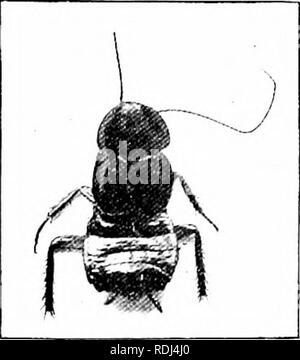 . Éléments de zoologie, d'accompagner l'étude de terrain et de laboratoire d'animaux. Zoologie. Le Grasshopper 17. paratively peau douce ils sont un des aliments préférés des oiseaux et autres animaux qui mangent les insectes. Les cafards (Blattidte) sont des créatures de préférence des tropiques. Ceux que hve dans chmates hke froid et sombre les endroits chauds. Les quelques types trouvés dans nos champs vivent principalement sous les pierres et les journaux, et certains d'entre eux sont aptères (P'ig. 10). Les deux types qui sont notre foyer ravageurs étaient accidentall y importées d'Europe. L'un d'eux est le petit brun, " C'est ce qui bug roton une founrl » Banque D'Images