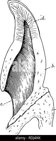 . Un manuel de zoologie élémentaire . Zoologie. La grenouille ; viscères ET SYSTÈME VASCULAIRE 47 afin que la proie s'y tenir. Derrière l'angle de la mâchoire est une région connue comme le pharynx^ dans lequel, ouverte sur les côtés de son toit, la paire d'Eustache qui conduisent à la batterie des oreilles, et ci-dessous, dans l'homme, une paire de sacs vocaux qui sont gonflés et agir comme résonateurs pendant croak- ing. Au milieu de l'étage du pharynx est un -e- ouverture en forme de fente, la glotte, qui mène dans le vent- tuyau. Dans le pharynx un tube appelé l'œsophage ou de l'oesophage mène à l'envers dans le corps cavit Banque D'Images