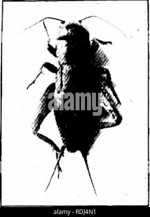 . Éléments de zoologie, d'accompagner l'étude de terrain et de laboratoire d'animaux. Zoologie. Éléments de ZOOLOGIE CHAPITRE I LE CRICKET : UNE ÉTUDE DE L'ANATOMIE ET PHYSIOLOGIE DES INSECTES. Le cricket est une chose qui peut se déplacer de lui-même, peuvent se nourrir et se développer et produire des jeunes hke lui-même ; par conséquent, il est d'hving. Il possède de nombreuses pièces extérieures et organes internes complexes ; par conséquent, c'est un ou- ganism. Il se déplace librement d'un endroit à l'autre, et mange et digère la nourriture sohd ; et c'est un animal (Fig. 1). Un animal est une machine complexe constitué d'une substance appelée protoplasme remarquable et de matériaux tha Banque D'Images