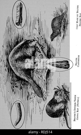 . Les commerçants de fourrure et les animaux à fourrure. Commerce des fourrures ; les animaux à fourrure. Le Castor. 279. Veuillez noter que ces images sont extraites de la page numérisée des images qui peuvent avoir été retouchées numériquement pour plus de lisibilité - coloration et l'aspect de ces illustrations ne peut pas parfaitement ressembler à l'œuvre originale.. Petersen, Marcus, 1854-. Buffalo, N. Y. , appuyez sur Hammond Banque D'Images