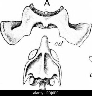 . Un manuel de zoologie. Manuel de zoologie 494 SECT. Le vertebne thoracique ont toutes les épines de forme allongée. L'apophyse transverse sont courtes et stout ; chacun porte près de son extrémité, une petite surface articulaire lisse ou pour le bacille tuberculeux d'un RIB. Sur la partie antérieure et postérieure des frontières de chaque vertèbre est un peu d'aspect semi-lunaire, la facette capitulaires, située à la jonction de l'centrum et l'arc neural. Les deux semi-lunaire contigus facettes de vertèbres successives forment entre eux une concavité dans lequel la tête ou d'un capitule rib est reçu.. Bsp SW °&Lt ;* art Banque D'Images