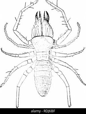 . Un manuel de zoologie. Zoologie. ARTHROrODA 304 ant une paire de jambes ; ainsi, ces formes ghing une certaine ressemblance à l'Ilexapoda (infra). Le cheHcera chehite» sont fortes et, l'pedipalpi sont simples et sont utilisés dans la marche, tandis que l'tirst paire de jambes sont tactiles. Resjiiration se produit par quatre paires d'trachex, l'tirst de qui lirst opiens entre le deuxième 'et' thoracique somites, une condition qui mérite en emhrvological« estigation. L'abdomen est constitué de 9 ou 10 somites, et le heaci porte deux ocelles. .S le nom l'indique, le Solpugidx sont nocturnes, liing par jour en hol Banque D'Images