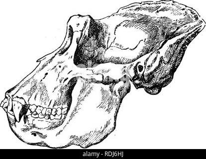 . Singes Anthropoïdes. Singes. 56 singes anthropoïdes. Il sera bien de noter les différences importantes entre la structure du crâne d'un jeune et de sexe masculin, et d'une femelle gorille jeunes et âgés. Le crâne de l'homme de l'animal est grand et lourd. Son poids moyen est un et un quart de kilogrammes. Le diamètre longitudinal, de la. Fig. 15.- Crâne d'un homme govilla de de profil. point de alvéolaire la mâchoire supérieure à l'occipital point, peut être jusqu'à 294 mm. Les orbites sont suspendus sur- élevée en avant, et aplati au loin derrière, et leurs bords supérieurs s'unissent pour former une crête dans les middl Banque D'Images