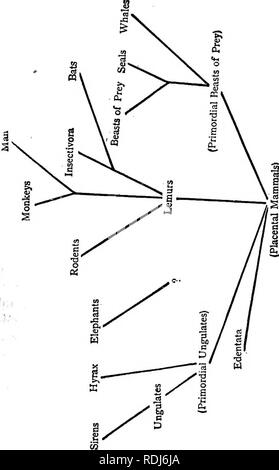 . La doctrine de la descente et du darwinisme. L'évolution. PEDIGREE DE MAMMIFÈRES. 269 u ai o 3. Veuillez noter que ces images sont extraites de la page numérisée des images qui peuvent avoir été retouchées numériquement pour plus de lisibilité - coloration et l'aspect de ces illustrations ne peut pas parfaitement ressembler à l'œuvre originale.. Le Dr Schmidt, Eduard (1823-1886), Oskar. New York, D. Appleton and Co. Banque D'Images