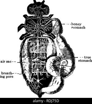 . La biologie élémentaire, animale et humaine. La biologie. Les INSECTES 39 prêt colleté avec le miel, et l'on estime que de 7 à 15 livres de miel sont nécessaire pour produire une livre de cire. Comme le peu de plaques de cire sont formés, ils sont saisis par une abeille et menées avec ses mandibules ou sous son menton " " pour le peigne dans le cas où le bâtiment est en cours. Ici la cire est appuyée contre un des murs. 30. Faire du miel. - Tout en étudiant les fleurs nous avons appris qu'ils sécrètent un liquide sucré connu sous le nom de nectar. C'est ce que les travailleurs utilisent pour fabriquer du miel. L'abeille insère dans Banque D'Images