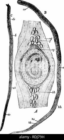 . Un manuel de zoologie. . Fig. 85. - Trichine spiralis. Un formulaire, s'enkystent dans les muscles de l'hôte ; B, C ; femelle, mâle, bh, enveloppe de tissu conjonctif ; cy, kyste ; de, canal éjaculateur ; e, em- the embryos ; f. globules de gras ; / :, testicule ; m. f, fibre musculaire ; oe, pharynx ; ou, de l'ovaire ; ivo, gonopore ; zh, masses de cellules dans l'intestin. (À partir de la Lang's Anatomie Comparative', après les clans.) 155. Veuillez noter que ces images sont extraites de la page numérisée des images qui peuvent avoir été retouchées numériquement pour plus de lisibilité - coloration et l'aspect de ces illustrations ne peut pas parfaitement ressembler à l'œuvre originale.. Parker, T. Jeffer Banque D'Images