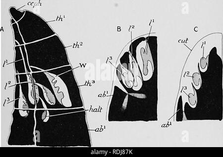 . Text-book de l'embryologie. L'embryologie. VIII AETHEOPODA 277 cuticule externe disque dur réduit par un scalpel, fine et le spot autant exposés a été couvert avec de la paraffine. La métamorphose de la famille des Chrysomelidae, chez les coléoptères, que nous avons étudié dans Galerucella et Doryphora, est très simple par rapport à la métamorphose de la famille Muscidés dans des diptères. Ce dernier peut-il considéré comme présentant le plus compliqué de tous les processus métamorphiques. Inseota Parmi les coléoptères, cependant, qui ont une plus longue période de leur existence que le roman, encore plus simple con Banque D'Images