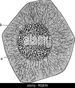 . L'étude de la vie animale. Zoologie. CHAP. XI Les éléments de la structure i8i entre les unités. Certains, comme les cellules qui tapissent la trachée déchaîné, sont très actifs, comme le Infusorian les protozoaires ; d'autres, par exemple les cellules de graisse et gristle-cellules de tissu conjonctif, sont très passif, quelque chose comme l'Gregarines ; d'autres, tels que le blancs ou leucocytes, sont entre ces deux extrêmes, et ressemblent aux protozoaires. Mais il est vrai de la plupart d'entre eux qu'ils consistent (i) d'un. Fig. 34.-Animal cell, montrant la chromatine enroulée 01 threads du noyau (a), et le net protoplasmiques Banque D'Images