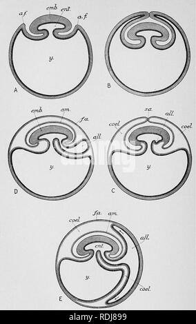 . Text-book de l'embryologie. L'embryologie. Fig. 216.-Diagramme illustrant l'évolution de l'amnion, etc.../ une fois, liquide amniotique ; tous, cavité de l'allantoïde ; suis, amnios ; la morue, coelome ; emb, corps de l'embryon ; eit, cavité d'entéron ; /.a, membrane séreuse ; définir, sero-amniotique isthmus ; y, cavité de résorption du sac vitellin. 476. Veuillez noter que ces images sont extraites de la page numérisée des images qui peuvent avoir été retouchées numériquement pour plus de lisibilité - coloration et l'aspect de ces illustrations ne peut pas parfaitement ressembler à l'œuvre originale.. MacBride, E. W. (Ernest William), 1866-1940 ; Kerr, John Graham, 1869- ; Heape Banque D'Images