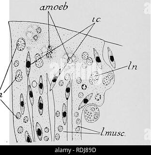 . Text-book de l'embryologie. L'embryologie. VIII AETHEOPODA 271. Galerucella, mais il a été soigneusement élaboré en Doryphora par Tower (1909). Les premières traces de l'ailes" comparaître devant l'embryon est éclos comme de petites zones pigmentées ovale situé sur les côtés du mésothorax et métathorax, juste en dessous de l'endroit où, plus tard, le tergum prend fin et l'pleuron commence. Ils sont donc à peu près le même niveau que les stigmates qui sont situés sur les segments de l'abdomen. Lorsque les surfaces ainsi délimitées sont ex- amined par les articles qu'ils sont constitué de cellules allongées en forme de ectoderni Banque D'Images