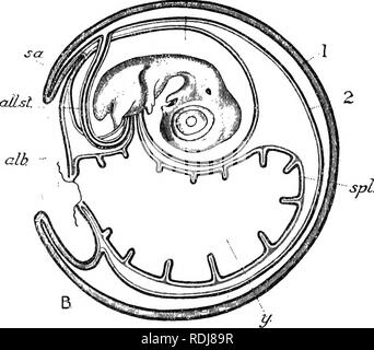 . Text-book de l'embryologie. L'embryologie. spl- il. Fig. 215.-diagrammes illustrant l'arrangement de l'amnion, allantoïde, etc., dans les oiseaux. (Après Lillie, 1908.), un quatrième jour ; B, neuvième jour. a.c, cavité amniotique ; alb, d'albumen ; toutes, cavité allantoïque. Toutes.st, manette allantoïdienne ; suis, amnios, coel, le coelome ; f.un faux, ou amnionj ; sa membrane séreuse, seroamniotic ; isthme spl, splanchnopleure ; v.m, membrane vitelline ; yt oeuf ; 1, mur extérieur de l'allantoïde fusionnés avec membrane séreuse ; 2, le mur intérieur de l'allantoïde.. Veuillez noter que ces images sont extraites de la page numérisée des images qui peuvent avoir été digital Banque D'Images