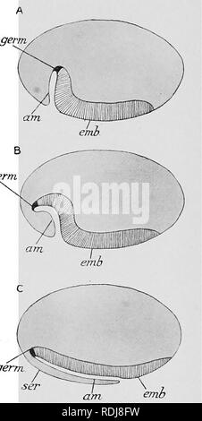 . Text-book de l'embryologie. L'embryologie. VIII AETHEOPODA 249 naissance à l'ectoderme. Un peu plus tard le domaine du blastoderme avec rares et grands noyaux se sont propagées, de façon à couvrir complètement la surface dorsale et aussi les côtés de l'oeuf, tandis que devant elle empiète sur la surface ventrale ; ce changement est effectué, en partie en tout cas, par la modification des cellules du blastoderme ^ du précédent modèle colonnes à une forme aplatie. Tout ce qui reste de l'original les cellules cylindriques est une strie médiane occupant l'entraver une partie de la face ventrale, et parvenir à l'avant pour abou Banque D'Images