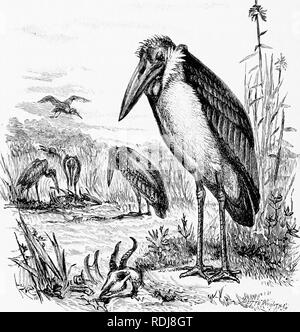 . L'homme et la bête dans l'Est de l'Ethiopie : à partir d'observations faites en Afrique de l'Est, l'Ouganda et le Soudan . Histoire naturelle ; les peuples autochtones ; de l'Ethnologie. 348 L'Est de l'ÉTHIOPIE, de l'ingéniosité a été exercé pour tenir compte de l'origine de la légende. Aucune n'est satisfaisante. C'est un fait établi que le pélican se nourrit ses poussins sur les poissons qui ont été partiellement macéré dans sa propre culture. Le plus grand oiseau que Eih, le Marabou, est facilement reconnu l)y son énorme et puissant, bill et scabres. Le iStork Ltjitopliliis crutneni (marabout/er) ha,s tho longust bill de tout oiseau vivant, et c'est Banque D'Images