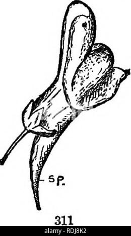 . Les éléments de botanique embrassant organography, histologie, physiologie végétale, botanique systématique et botanique économique ... ainsi qu'un glossaire complet de termes botaniques. La botanique. . Veuillez noter que ces images sont extraites de la page numérisée des images qui peuvent avoir été retouchées numériquement pour plus de lisibilité - coloration et l'aspect de ces illustrations ne peut pas parfaitement ressembler à l'œuvre originale.. Kellerman, William Ashbrook, 1850-1908. Philadelphie, J. E. Potter et compagnie Banque D'Images