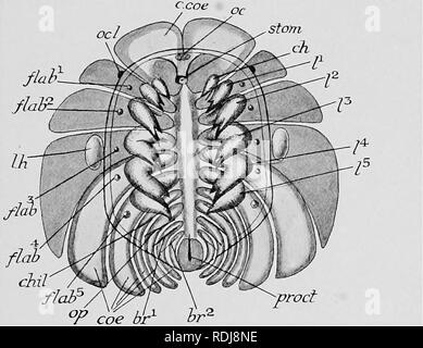 . Text-book de l'embryologie. L'embryologie. VIII AETHEOPODA 237 de leurs cellules pour former des retinulae, ils ne deviennent pas subdivisé en plus petites yeux (Fig. 187, oc.l.), chacun reste aussi une participation indivise de œil composé tout au long de la vie, et se compose tout au long d'une seule couche de cellules ; il n'y a pas de couche d'vitelligenous. Les yeux latéraux sont développés à partir des côtés de la lobe céphalique, et que la croissance produit le lobe céphalique s'étend vers l'arrière sur les côtés de l'prosoma, si bien que l'oeil apparaît comme s'il appartenait à la quatrième segment. Les appendices de l'abdomen apparaissent sous forme de plaques, chacune avec un lobe interne Banque D'Images