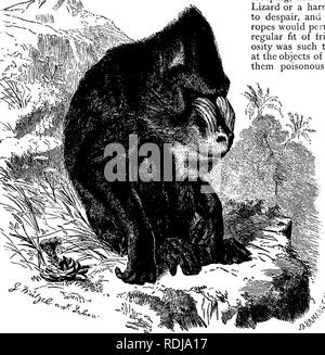 . Les animaux du monde. Brehm's de la vie des animaux ;. Les mammifères. Les Singes EN FORME DE CHIEN-babouin. 45 de se cassant à tout ce qui n'est pas cloué ou collé à un endroit, et il arrivait souvent que l'un des oiseaux ne se dandiner jusqu'à Perro, tendre la main pour la pendaison avec sa queue tête stupide et de l'enclencher. En un instant le tapis de paille a été jeté avec un hurlement, et l'autruche prises autour de son cou et l'a secoué. Souvent le singe n'a pas pu maîtriser sa colère pendant un quart d'heure après un tel événement. Il n'était pas très merveilleux qu'il a administré un brassard ou un coup dur pour les oiseaux w Banque D'Images