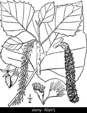 . Une flore illustrée du nord des États-Unis, le Canada et les possessions britanniques, de Terre-Neuve jusqu'au parallèle de la limite sud de la Virginie et de l'océan Atlantique à l'ouest jusqu'à la 102d méridien. La botanique, la botanique. 7. Populus grandidentata Michx. De grandes dents- tremble. Fig. 1446. Populus grandidentata Michx. Fl. Bor. Am. 2 : 243. 1803. Une forêt arbre avec douceur, l'écorce gris-vert, hauteur maximale d'environ 75°, diamètre du tronc et 2I°. Feuilles ovées-orbiculaire, ceux de très jeunes plantes densément tomenteux blanc en dessous, parfois je° long, avec marges irrégulièrement denticulées, thos Banque D'Images