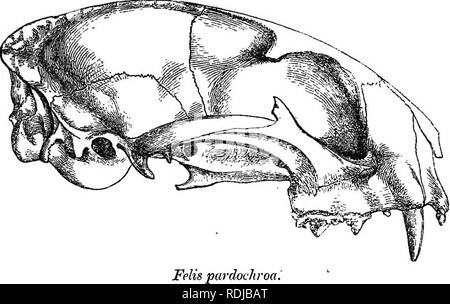 . Catalogue de carnivore, il pachydermatous, et de personnes édentées Mammalia au British Museum. Les mammifères. 10. FELIS. 27 Diaidii Oriffith, Felis. Felis minuta, var., Tenvm. Felis undata, var., Fischer. Rah. Java. 21. Pelis nepalensis. B.M. Felis nepalensis, Vigors Sr Sors/ield, Zool. Journ. iv. p. 382 ; Gray, P. Z. S. 1867, p. 272, 400. Hah. L'Inde. Peut-être un hybride ou domestiqués. 22. Felis chinensis. B.M. Felis chinensis, gris, Mag. N. H. 1837 ; P. Z. S. 1867, pp. 274 400. Hengalensis Felis, var., Blyth, P. Z. S. 1863, p. 184. Hah. La Chine. 23. Pelis pardinoides. B.M. Fourrure gris-brun, avec grand noir gr Banque D'Images