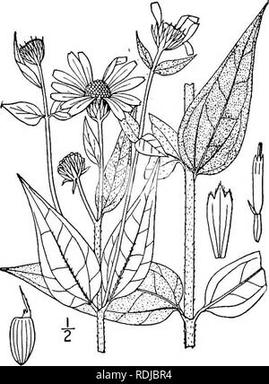 . Une flore illustrée du nord des États-Unis, le Canada et les possessions britanniques, de Terre-Neuve jusqu'au parallèle de la limite sud de la Virginie et de l'océan Atlantique à l'ouest jusqu'à la 102d méridien. La botanique, la botanique. 22. Helianthus strumdsus L. à feuilles de tournesol en bois pâle. Fig. 4482. Helianthus strumosus L. sp. PI. 905. 1753. H. mollis Willd. Sp. PI. 3 : 2240. 1804. Pas Lam. 1789. H. macrophyllus Willd. Hort. Berol. pi. 70. 1806. Par vivace ramifiée, tubéreuse parfois d'épaisseur renforcé porte-greffes ; tige glabre ci-dessous, parfois glauques, 3°-7° max, ci-dessus, les branches ramifiées Banque D'Images