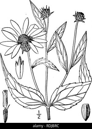 . Une flore illustrée du nord des États-Unis, le Canada et les possessions britanniques, de Terre-Neuve jusqu'au parallèle de la limite sud de la Virginie et de l'océan Atlantique à l'ouest jusqu'à la 102d méridien. La botanique, la botanique. 22. Helianthus strumdsus L. à feuilles de tournesol en bois pâle. Fig. 4482. Helianthus strumosus L. sp. PI. 905. 1753. H. mollis Willd. Sp. PI. 3 : 2240. 1804. Pas Lam. 1789. H. macrophyllus Willd. Hort. Berol. pi. 70. 1806. Par vivace ramifiée, tubéreuse parfois d'épaisseur renforcé porte-greffes ; tige glabre ci-dessous, parfois glauques, 3°-7° max, ci-dessus, les branches ramifiées Banque D'Images