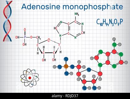 L'adénosine monophosphate (AMP) molécule, c'est un ester d'acide phosphorique et le nucléoside adénosine monomère dans la production de l'ARN . Feuille de papier Illustration de Vecteur