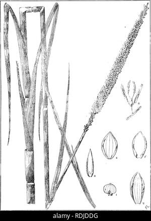 . Description : plantes Natal et chiffres du Natal des plantes indigènes, avec des notes sur leur distribution, valeur économique, des noms, &amp;c., / par J. Medley Wood et Maurice S. Evans. Publié sous les auspices du Natal et du Gouvernement de la Société botanique de Durban. La botanique. 164. La plaque. PANICUA INTERRUFTUA. Willd. Veuillez noter que ces images sont extraites de la page numérisée des images qui peuvent avoir été retouchées numériquement pour plus de lisibilité - coloration et l'aspect de ces illustrations ne peut pas parfaitement ressembler à l'œuvre originale.. Wood, John Medley, 1827-1914 ; Evans, Maurice S. (Maurice Smethurst), Banque D'Images