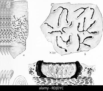 . Une monographie de lichens trouvés en Grande-Bretagne ; être un catalogue descriptif de l'espèce dans l'herbier du British Museum. Les lichens. 30 de la plaque. Veuillez noter que ces images sont extraites de la page numérisée des images qui peuvent avoir été retouchées numériquement pour plus de lisibilité - coloration et l'aspect de ces illustrations ne peut pas parfaitement ressembler à l'œuvre originale.. British Museum (Natural History). Département de botanique ; Crombie, James Morrison, 1833-1906 ; Smith, Annie Lorrain, 1854-1937. Londres, imprimé par ordre de l'Administration Banque D'Images