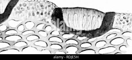 . Une monographie de lichens trouvés en Grande-Bretagne ; être un catalogue descriptif de l'espèce dans l'herbier du British Museum. Les lichens. X25. X80. Veuillez noter que ces images sont extraites de la page numérisée des images qui peuvent avoir été retouchées numériquement pour plus de lisibilité - coloration et l'aspect de ces illustrations ne peut pas parfaitement ressembler à l'œuvre originale.. British Museum (Natural History). Département de botanique ; Crombie, James Morrison, 1833-1906 ; Smith, Annie Lorrain, 1854-1937. Londres, imprimé par ordre de l'Administration Banque D'Images