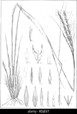 . Description : plantes Natal et chiffres du Natal des plantes indigènes, avec des notes sur leur distribution, valeur économique, des noms, &amp;c., / par J. Medley Wood et Maurice S. Evans. Publié sous les auspices du Natal et du Gouvernement de la Société botanique de Durban. La botanique. Plaque 115 .. Androppgon scbrensis^HochslYaranguslifoHa, Slapf. Veuillez noter que ces images sont extraites de la page numérisée des images qui peuvent avoir été retouchées numériquement pour plus de lisibilité - coloration et l'aspect de ces illustrations ne peut pas parfaitement ressembler à l'œuvre originale.. Wood, John Medley, 1827-1914 ; Evans, Maurice S. Banque D'Images