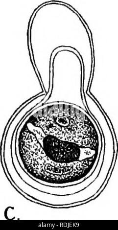 . Éléments de biologie végétale. Physiologie végétale. Fig. 23.-conjugaison de Chlamydomonas mpnadina. a. Début de la fusion de la petite (mâle) et grande (femaJe de gamètes). (Notez que chaque a la structure normale d'un couvert Chlamy- domonas-AI..) b, nouvelle étape de la fusion (dessiné sur une plus grande échelle). Remarque La zone centrale de cytoplasme incolore, dérivé de l'extrémités avant des deux gamètes, et maintenant, contenant les deux noyaux (de même taille) en contact mais n'a pas encore fondue, c. Les zygotes sphériques formées au sein de la paroi cellulaire de la gamète femelle et lui-même. vêtu d'une paroi cellulaire. Notez que les deux Banque D'Images