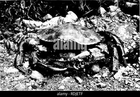 . Éléments de zoologie, d'accompagner l'étude de terrain et de laboratoire d'animaux. Zoologie. Fig. 1.37. - Panopeus sayi, al- menti au cancer. Le niufl- le crabe. Une demi-taille. nat, Photo bv W. H. C. P.. Fig. 1.38. - Le Cancer irroratus, le rock-crabe. Réduit à un tiers. Photo. par W. H. C. P. hasta'tus de l'Est, et la belle dame " le crabe " (Fig. 139), appartiennent au groupe de natation. Les crabes d'autres familles sont,. Veuillez noter que ces images sont extraites de la page numérisée des images qui peuvent avoir été retouchées numériquement pour plus de lisibilité - coloration et l'aspect de ces illustrations ne peut Banque D'Images