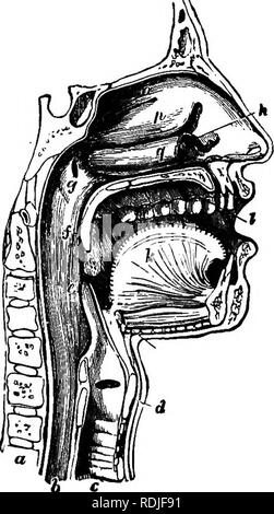 . La biologie élémentaire, animale et humaine. La biologie. La RESPIRATION ET L'ÉNERGIE DANS L'HOMME 125 montré dans Fig. 39), et ensuite à travers les deux passages nasaux il entre dans la cavité de la gorge. Dans la partie inférieure de la gorge est l'ouverture de la glotte de fente, à travers laquelle l'air pénètre dans le larynx ou la boîte vocale. Celui-ci, couramment appelée "pomme d'Adam", certains projets- qu'à l'avant du cou. Sous le larynx est la contin- de la trachée, qui, juste au-dessus du niveau du cœur, se divise en deux branches principales (Fig. 40), l'un des qui alimente en air le poumon droit, l'autre dans le cadre du fa Banque D'Images