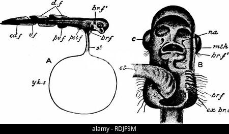 . Un manuel de zoologie. 3S6 de ZOOLOGIE SECT. ment, qui est moulé, étape par étape, dans la forme de l'embryon de poisson. La tête, le tronc et la queue, l'acquisition de dis- tinctness, et deviennent de plus en plus clairement séparée de la majeure partie de l'œuf, ce dernier prenant la forme d'une résorption du sac vitellin attaché par une petite tige sur la surface ventrale de l'embryon (Fig. 230). Dans cette condition les diverses parties du poisson adulte peut être reconnue, mais les proportions sont différentes, et l'. br.afi Fig. 230.-A, embryon de Scyllium avec résorption du sac vitellin (x ) ]i, sous-chef de côté. élargie par f, filament branchial. Banque D'Images