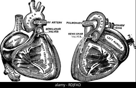 . La biologie élémentaire, animale et humaine. La biologie. CIRCULATION DES NUTRIMENTS 111 ventricule gauche avec ceux de la droite, on est frappé par la grande épaisseur de l'ancienne. Le ventricule gauche fait beaucoup plus de travail que le droit ; il force le sang à la partie supérieure de la tête, à l'extrémité des doigts et orteils, et à tous les autres organes du corps. Le ventricule droit, d'autre part, pompe le sang seulement pour les poumons (fig. 33)..  = un coeur droit. B  = cœur gauche. Fig. 33. - Cavités de coeur. 157. Action de la hoart. -• Le sang coule dans les oreillettes droite et gauche et de là dans l'correspondi Banque D'Images