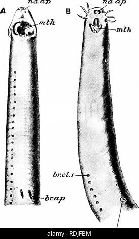 . Un manuel de zoologie. 362 Manuel de zoologie est à certains égards très-primitif. La colonne vertébrale est représentée par le simple fait qu'un épais les polluants notochorde, enfermée dans une gaine, avec, dans les lamproies, petite carti-. oes.ct.d Fig. 222. - Tête de Myxine glutinosa (A) et d'Bdellostoma forsteri (B), par en dessous, br. ap, ouverture branchiale ; br. cl. /, Première activité de la fissure ; jnth, bouche, tta. ap, ouverture nasale ; oes. ct. d, cesophageo-cutanés d'air. Les plus petits bâtiments ouverts dans un sont celles de la muqueuse des glandes. (D'après W. K. Parker.) laginous haemal les processus neuronaux et représentant d'arcs. L Banque D'Images