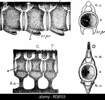 . Un manuel de zoologie. Manuel de zoologie 334 arcs neuraux joindre un canal, le canal neural, sur la face dorsale de l'hôtel centra. Par l'imbrication de certains processus - le processus de la formulation - arcs neuraux les vertèbres dans le lézard et lapin sont encore plus fermement unis ensemble. Dans le chien de l'hôtel centra ont profondément fait face antérieure et postérieure du contre-batteur, de sorte que quand les vertèbres sont dans une posi- f-* B. Fig. 209.-un tronc, trois vertèbres de Scyllium latérale ; B, un seul tronc vertèbre vue d'une fin ; C, trois vertèbres caudales latérale ; D, une seule vertèbre caudale Banque D'Images