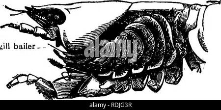 . La biologie élémentaire, animale et humaine. La biologie. 158 Biologie Animale osmose et être transportées vers les cellules ' du corps. Lorsque les aliments digérés atteint les cellules, il peut être utilisé par le proto- plasma germinatif soit en faisant plus de matière vivante ou, comme nous allons le voir maintenant, pour la libération d'énergie. 115. La respiration et la production d'énergie. - Dans notre étude en laboratoire, nous avons observé les mouvements de l'écope et gill vit que cela a provoqué un courant d'eau pour entrer l'extrémité postérieure de la chambre gill et passent sur les branchies, ce qui porte l'oxy- gen pour les filaments (Fig. 111). Les vaisseaux sanguins à parois minces dans Banque D'Images