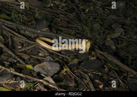 Cobra cracheur d'or, Naja sumatrana est un des rare de cobra crachant de la Malaisie péninsulaire. Sa belle, rare et exotique serpent. Banque D'Images