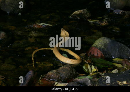 Cobra cracheur d'or, Naja sumatrana est un des rare de cobra crachant de la Malaisie péninsulaire. Sa belle, rare et exotique serpent. Banque D'Images