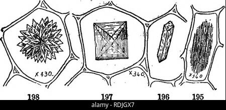 . Les éléments de botanique embrassant organography, histologie, physiologie végétale, botanique systématique et botanique économique ... ainsi qu'un glossaire complet de termes botaniques. La botanique. TISSVB. 87 cellules, et sont parallèles en bottes. Encore d'autres formes sont des prismes, octohedra, etc. Ils peuvent être soit simple (.fig.. 196, 197), ou composé (Fig. 198). Les cristaux de carbonate calcique ne sont pas si fréquents. Une forme particulière, appelée cystolithes (Gr. cystis, vessie, lithos, pierre), se produit dans les feuilles de l'ortie (TJrticacece^ Fig, Mulberry, Hop, etc.), une excroissance en forme de projets dans la cellulose Banque D'Images