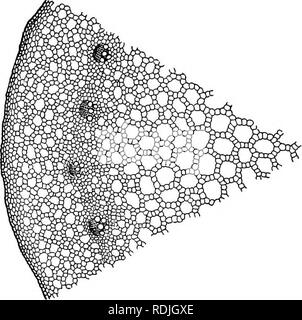 . La vie des plantes et usages des plantes ; un manuel élémentaire, une fondation canadienne pour l'étude de l'agriculture, de l'économie domestique ou d'un collège de la botanique. La botanique. 228 feuilles d'oxygène et une plus grande nécessité pour l'emportant des déchets. Tout cela, nous le savons, mais juste ce qui se produit lorsque les molécules de nourriture libèrent leur énergie et se décomposent en molécules plus simples - il n'en demeure pas moins un mys- tery. La Respiration est quelque chose comme ce qui se passe lorsque burn- ing a lieu, et pourtant, il n'est pas brûler. Elle a lieu à basse température et de l'eau est le milieu dans lequel il se produit. Ce n'est pas vrai de la gravure. À brûler, cependant, l'oxy Banque D'Images