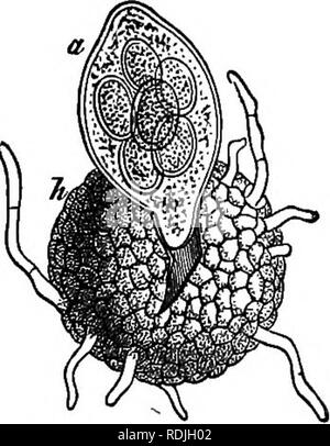 . L'essentiel de la botanique. La botanique. 158 BOTANIQUE, 329. L'intérieur carpogone du péricarpe donne lieu, par ramification, à une ou plusieurs grandes cellules remplies d'abord avec le protoplasme granuleux, qui forme bientôt deux à huit spores (Fig. 82). Sur sa surface externe la spore-fruit se développe de longs filaments (connu comme appendices), probablement pour des crampons. Dans certains genres de diffuser ces ter- dans les crochets (Fig. 81) ; d'autres sont dichotomonsly ramifiées ; d'autres encore sont en forme d'aiguille ; tandis que beaucoup de fin de manière irrégulière. La spore-fruits restent pendant l'hiver sur les morts I -la rupture d'^^^ les feuilles en décomposition, et enfin, par Banque D'Images