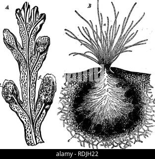 . L'essentiel de la botanique. La botanique. OOPHTTA. 145 299. L'oogone est un amas globulaire ou ovoïde courte tige contenant huit corps des cellules germinales. Les cellules germinales s'échapper de l'oogone entouré par une membrane d'investissement, qui flotte à travers l'ouverture de la conceptacle, JJf-. La FiQ. 12.-A, fin de branche d'un Fucus (Fucus evanescens), grandeur nature ; /, /, conoeptacles. B. section magnifled au moyen d'un conceptacle, montrant les poils, a, 6 ; oogones, c ; e. antherids, où il enfin ruptures et définit les cellules germinales de {II, fig. 73). Le antherozoids, qui sont libérés à la même époque, recueillir de l'ar Banque D'Images