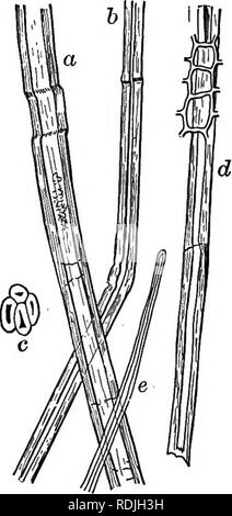 . Éléments de microscopie électronique appliquée. Un texte-livre pour les débutants. Microscopie électronique. 86 éléments de microscopie électronique appliquée. 5. Le chanvre.-Le chanvre-fibre, à distinguer de chanvre de Manille et l'agave, qui seront considérées comme plus tard, est dérivé du cannabis sativa, une herbe avec beaucoup de la même gamme que les plantes cultivées en lin, plus largement, peut-être, en Russie et en Italie. C'est une fibre solide, bien que moins souple que le lin, et est utilisé pour les cordages, les voiles, et la fabrication de certains autres tex- tiles. La plante de cannabis fournit également le médicament du haschich.. Fig. 34.-le-fibre de chanvre. (Après Hassack.) 200 Banque D'Images