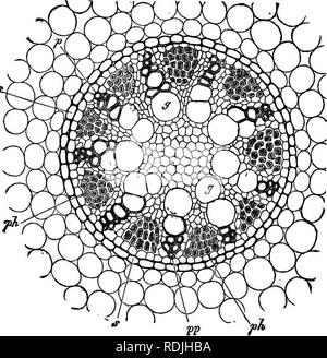 . L'essentiel de la botanique. La botanique. 44 B0TAN7. paroi des cellules, qui constituent une véritable meristem-tissu, dans laquelle le nom de * Cambium a été donné (e, c, fig. 26 et 21). À côté du cambium, mensonge, afin, de la grille-tissu et des tissus mous (parenchyme) ; ces n'occupent pas des zones séparées, mais sont plus ou moins mêlés, formant une masse. Fio. 28.-fibro-vasculaires ensemble d'ot racine acore Calame (glands), p. traoheary les plaques de tissu ; g, g, dénoyautées navires ; ph, tamis-tissu ; s, bundle-sheatn. appelé Le Soft Bast (y, y, y. Cochon. 26, et^, fig. 21). Le tamis tamis comprend des tissus mous et des tubes-cambiform o Banque D'Images